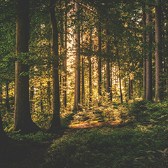 Relax Music – Forest