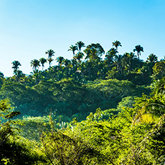 Relax Music – Jungle