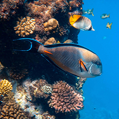 Relax Music – Underwater World