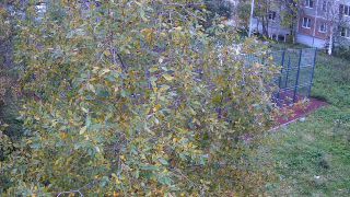 Webcam sur le terrain de sport de la rue Stroiteley, Apatity